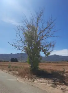 Jacquelien 02 Garrucha